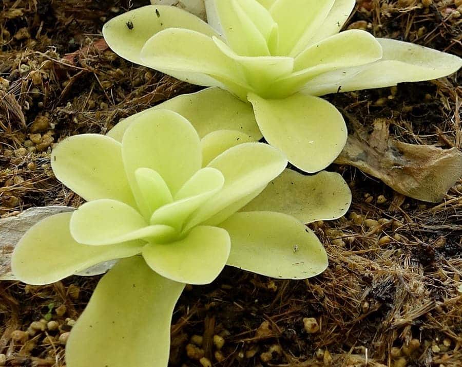 Butterworts (Pinguicula) carnivorous plants