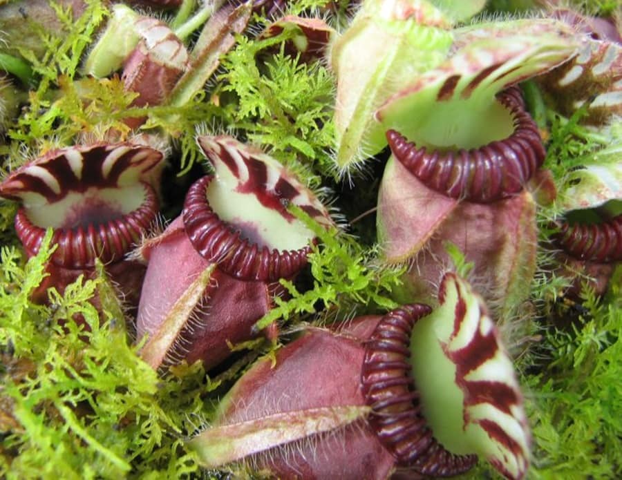 Cephalotus follicularis (Albany Pitcher Plant)