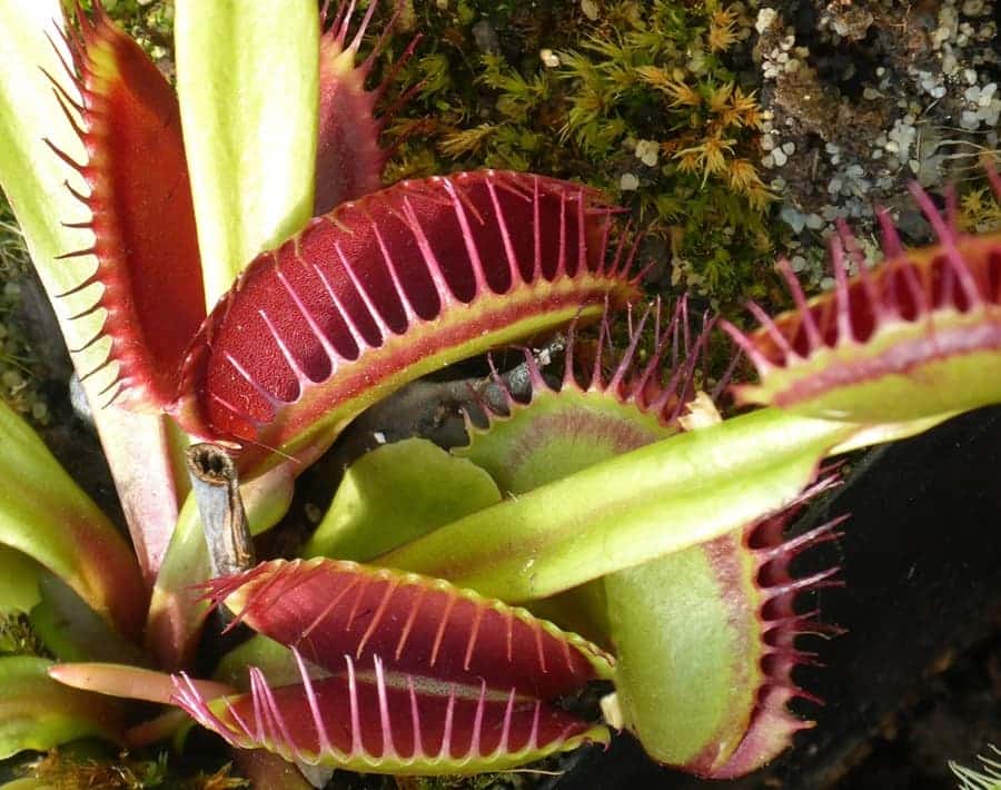 Venus Flytrap (Dionaea muscipula) Carnivorous Plants