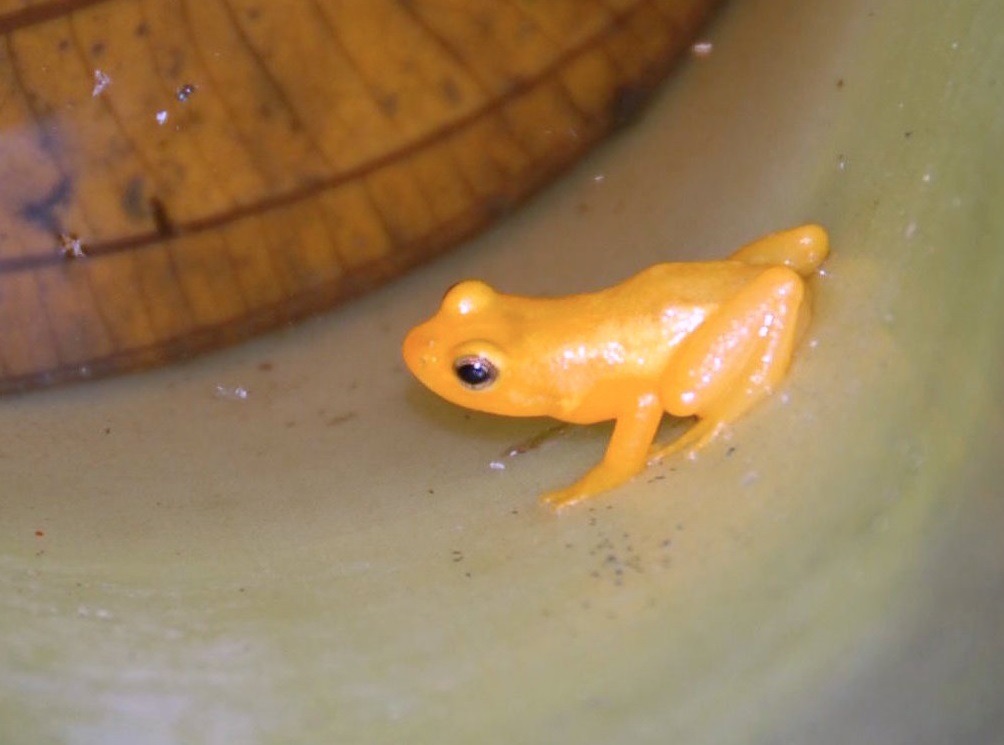 golden poison frog Kaieteur National Park